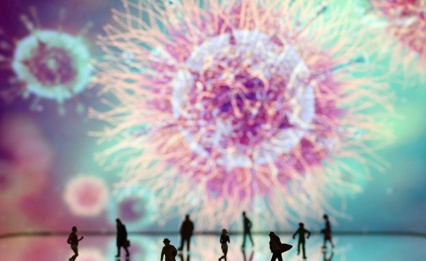 Specjalnie szkolone psy mają rozpoznawać zapach potu chorych na Covid-19