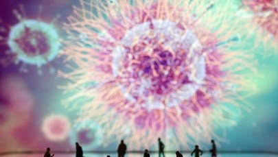 Specjalnie szkolone psy mają rozpoznawać zapach potu chorych na Covid-19