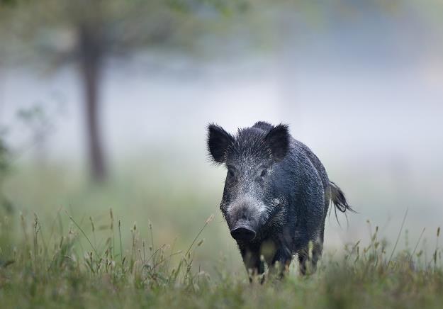 Specustawa pozwoli na intensywny odstrzał dzików /&copy;123RF/PICSEL