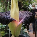 "Spektakl natury" w Ogrodzie Botanicznym UW. Zakwitnie tam rzadka roślina