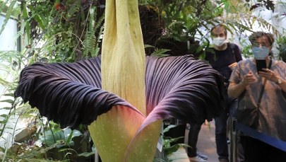 "Spektakl natury" w Ogrodzie Botanicznym UW. Zakwitnie tam rzadka roślina