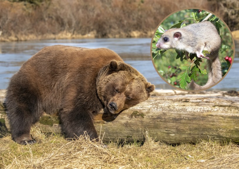 Śpiący niedźwiedź i popielica /Alaska Stock Images /East News