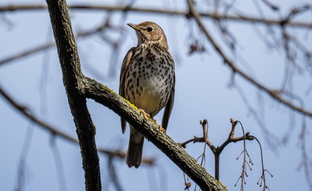 Śpiewają, zanim wstanie słońce. Te ptaki zaczynają dzień przed nami