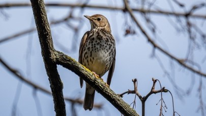 Śpiewają, zanim wstanie słońce. Te ptaki zaczynają dzień przed nami