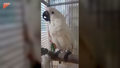 Śpiewająca papuga robi show