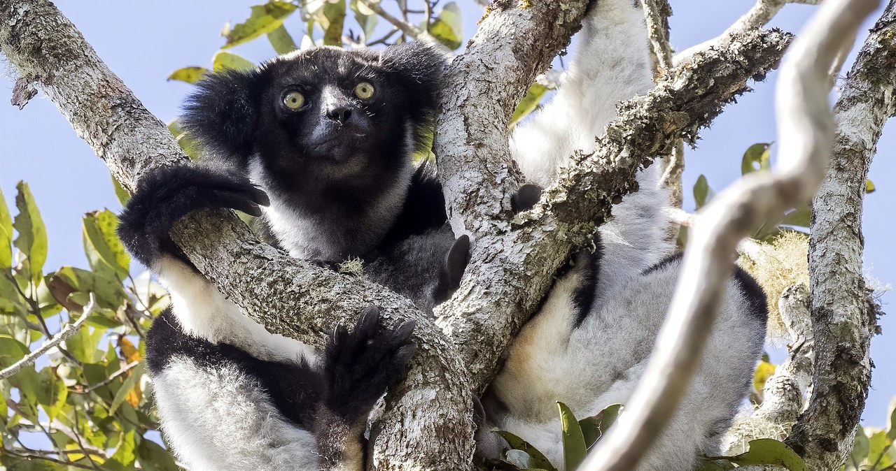 Śpiewające lemury? Niecodziennie odkrycie na Madagaskarze /Charles J. Sharp  /Wikimedia