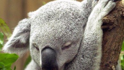 Śpimy krócej, ale bardziej wydajnie