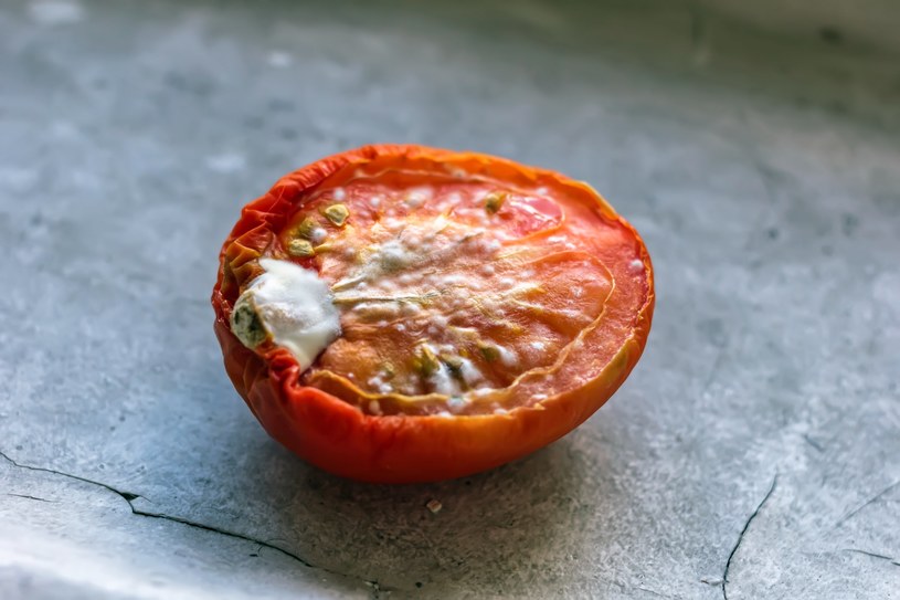 Spleśniały pomidor może dostać drugie życie i stać się nawozem dla roślin /123RF/PICSEL