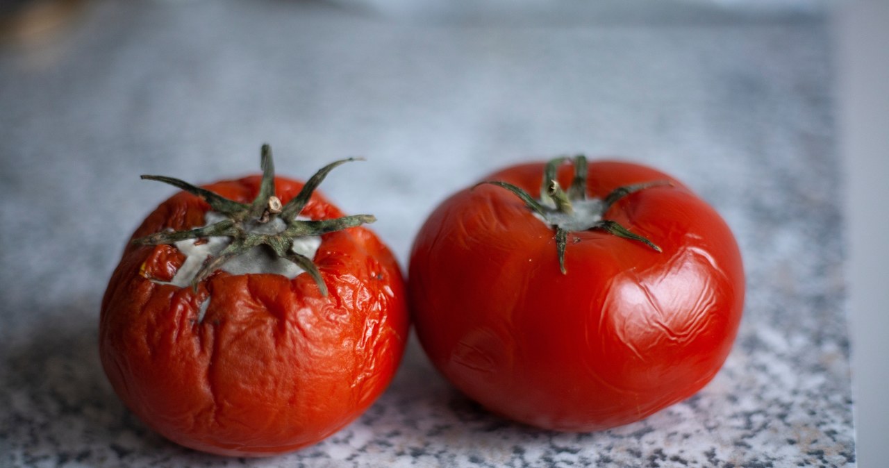 Spleśniałych pomidorów nie można spożywać. Nie trzeba ich jednak wyrzucać. Jak mogą się przydać? /Pixel