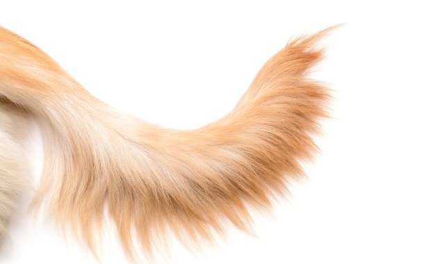 Spłonęła cała kuchnia. Sprawcą pożaru… pies [FILM]