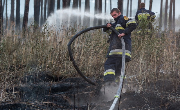 Spłonęło 10 hektarów dorodnych sosen