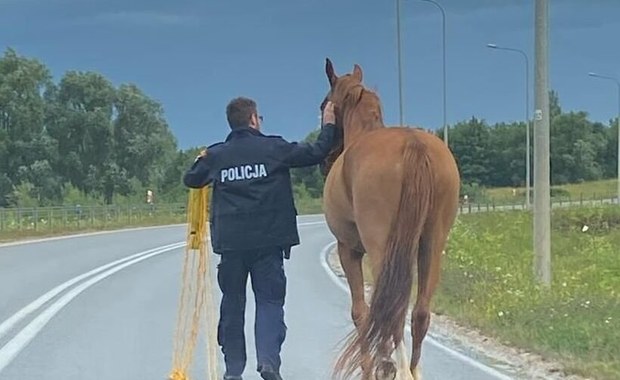 Spłoszony odgłosami burzy koń na S7