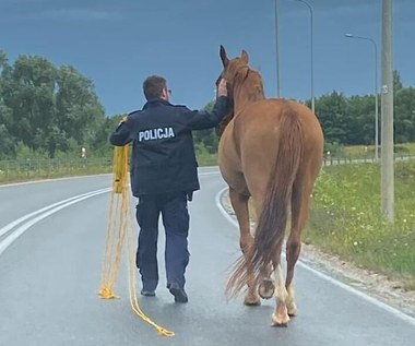 Spłoszony odgłosami burzy koń na S7