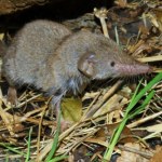 Spod szafy wychodzi coś o długim ryjku. To nie mysz. To jadowity drapieżnik