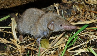 Spod szafy wychodzi coś o długim ryjku. To nie mysz. To jadowity drapieżnik