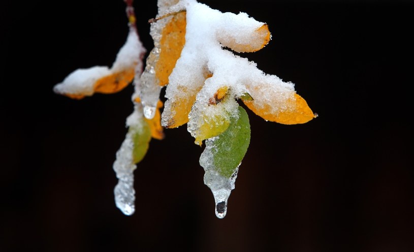 Spodziewamy się dużego ochłodzenia i wtedy rośliny, które przerywają okres spoczynku albo są w półuśpieniu, przemarzną. /AFP
