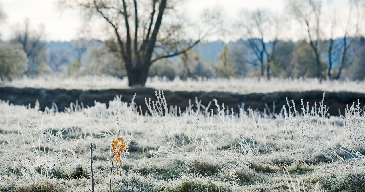 Spodziewane są przymrozki /123RF/PICSEL