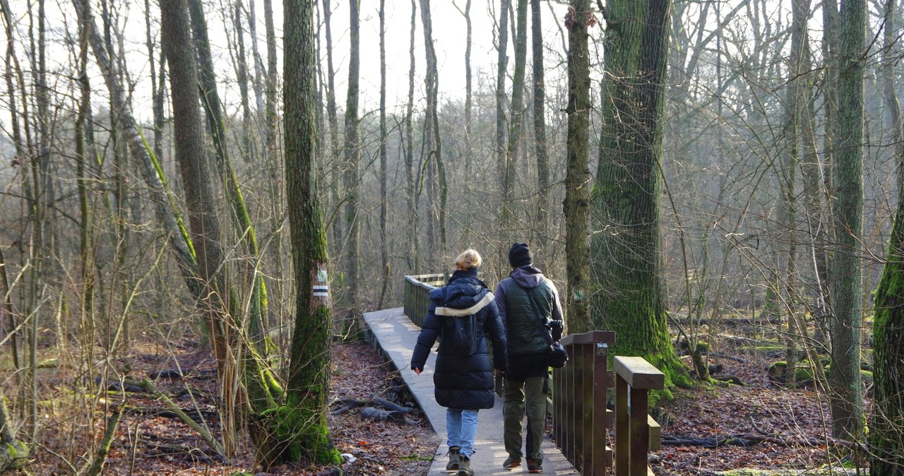 Spokojne miejsce na wycieczkę niedaleko Warszawy? Kampinoski Park Narodowy może być doskonałym pomysłem. /East News