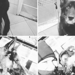 Spółka Veolia: Chcemy pomóc policjantom, którzy stracili 6 psów 