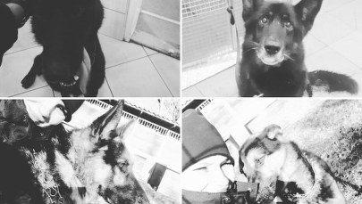 Spółka Veolia: Chcemy pomóc policjantom, którzy stracili 6 psów 