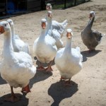 Spór o polską gęś w UE. Niemcy zablokowały pomysł Warszawy