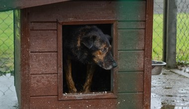 Spór o wielkość kojców dla psów w decydującym momencie. Będą większe?