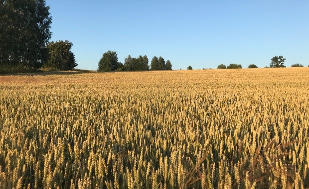 Spore straty rolników. Susza dotknęła ponad milion hektarów upraw