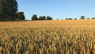 Spore straty rolników. Susza dotknęła ponad milion hektarów upraw