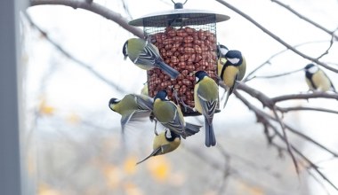 Spore zagrożenie dla ptaków. Muszą teraz bardzo na siebie uważać