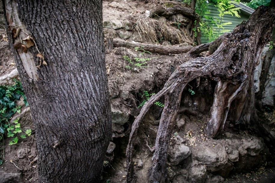 Sporne korzenie /Christophe Petit-Tesson /PAP/EPA