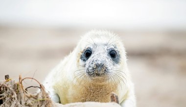 Sporo małych fok wyszło na polskie plaże i wymaga pomocy. Co się dzieje?