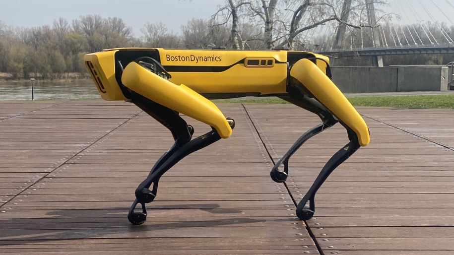 Sport - robotyczny pies /Magdalena Grajnert /RMF FM