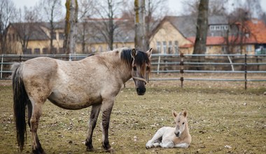 Sportowe konie potraktowane jak mięso. Utknęły na granicy polsko-ukraińskiej