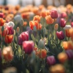 Sposób na piękne tulipany. Wystarczy wylać na rabaty, każdy pozazdrości