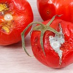 Sposób na spleśniałego pomidora