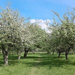 Sposób na szkodniki drzew owocowych. Wystarczy worek z wodą