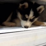 Sposób na upały? Uroczy husky schował się w... zamrażarce