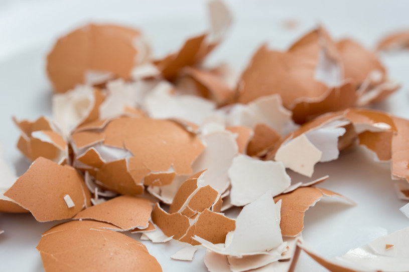 Sposób ze skorupkami od jajek jest polecany fanom ekologicznych rozwiązań /123RF/PICSEL