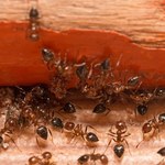 Sposoby na pozbycie się mrówek z domu i ogrodu
