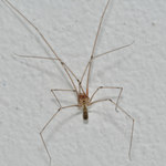 Sposoby na pozbycie się pająków z domu
