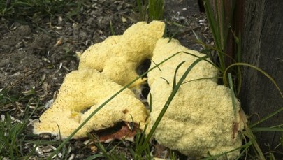 Spotkałeś tego dziwaka w lesie? To jedna z największych tajemnic przyrodniczych