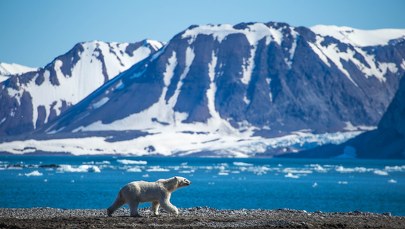 "Spotkania wielu niedźwiedzi". Świąteczne życzenia z Polskiej Stacji Polarnej Hornsund