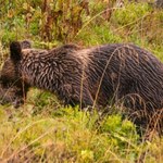 Spotkanie z niedźwiedziem w Tatrach. Jak się zachować?