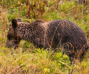 Spotkanie z niedźwiedziem w Tatrach. Jak się zachować?