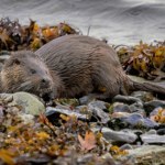 Spotkasz je po sezonie nad Bałtykiem. To rzadkie stworzenia