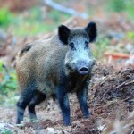 Sprawa dzika z ASF w Łódzkiem. Nowe ustalenia RMF FM