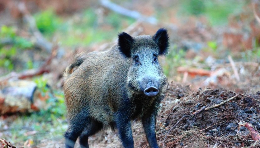Sprawa dzika z ASF w Łódzkiem. Nowe ustalenia RMF FM