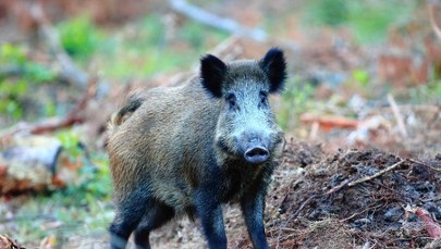 Sprawa dzika z ASF w Łódzkiem. Nowe ustalenia RMF FM