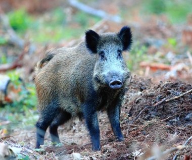 Sprawa dzika z ASF w Łódzkiem. Nowe ustalenia RMF FM