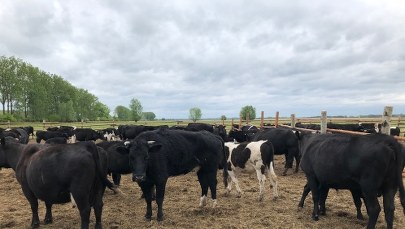 Sprawa krów z Lubuskiego. „Piłka wciąż jest w grze” 